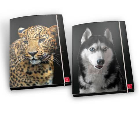 pigna-cartella-3-lembi-elastico-animal-a4-30x22x5-cm-fantasie-assortite-02330283l